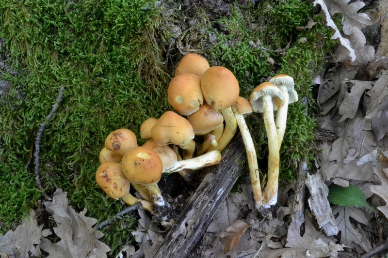 in cerreta con i soci dei Monti Sibillini